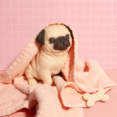 Pug Puppy Soap – Large (26 oz)